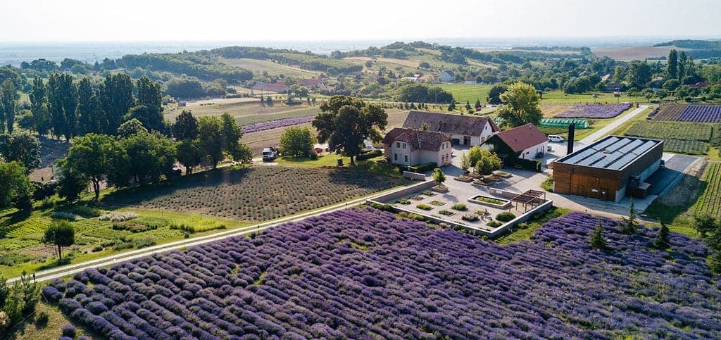 lavender-garden